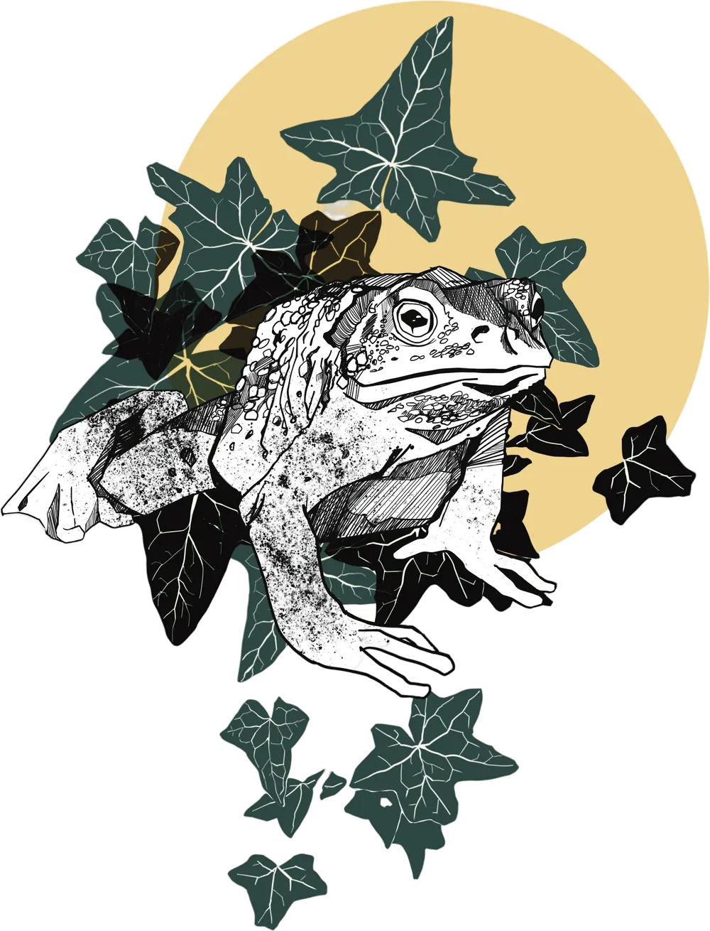 Crapaud épineux dans le lierre, illustration de Morgane Ganault