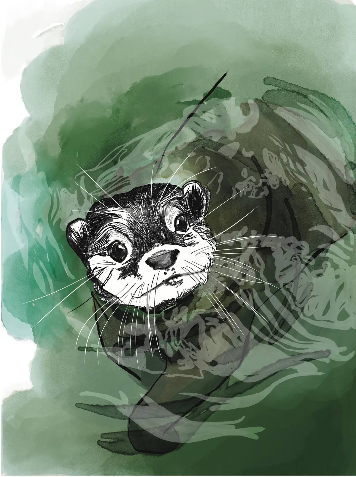 Loutre d'Europe dans l'eau verte, illustration de Morgane Ganault