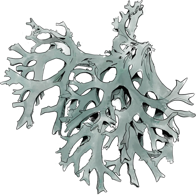 Lichen dessiné.