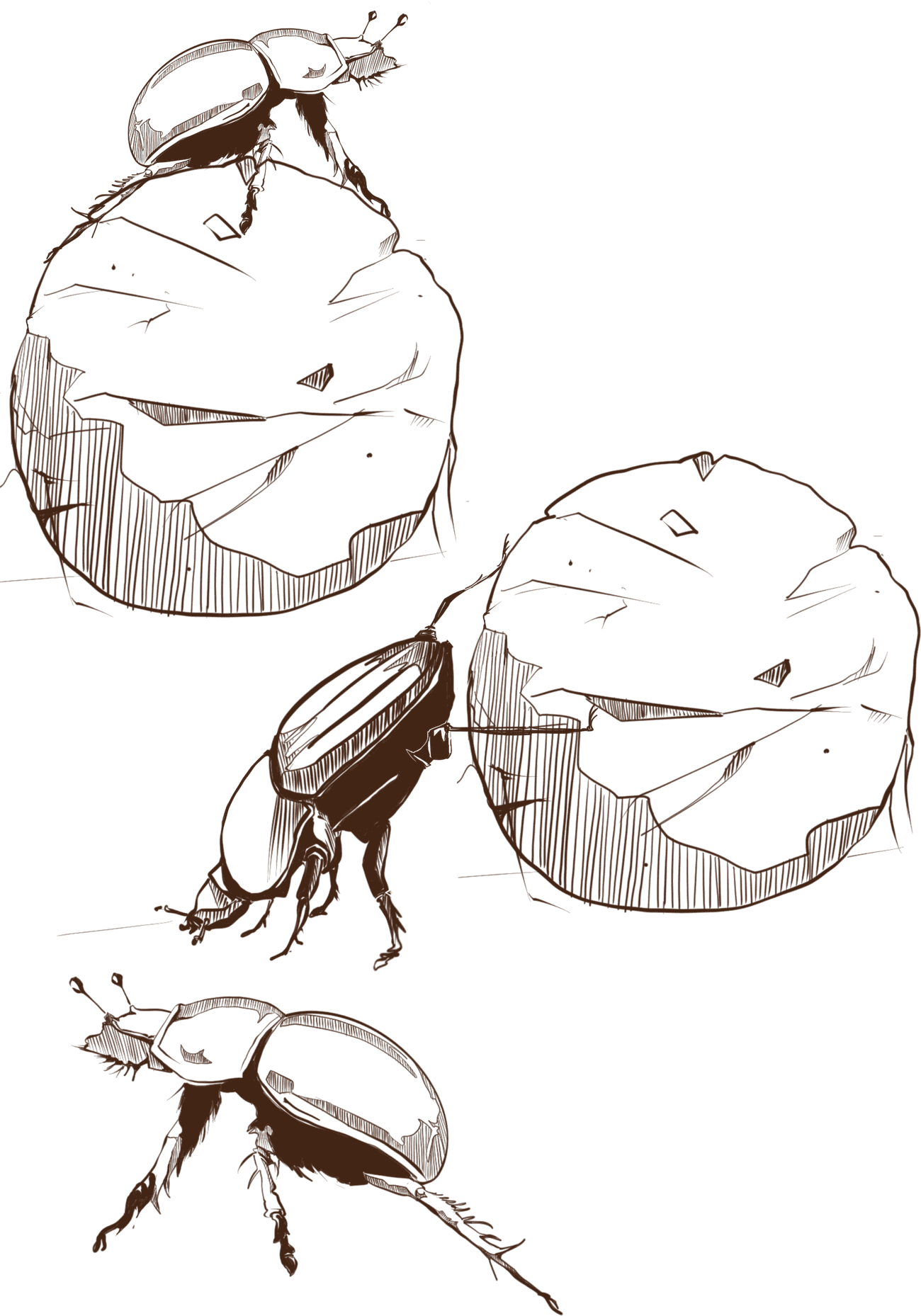 Des bousiers roulent leurs boules de bouse.