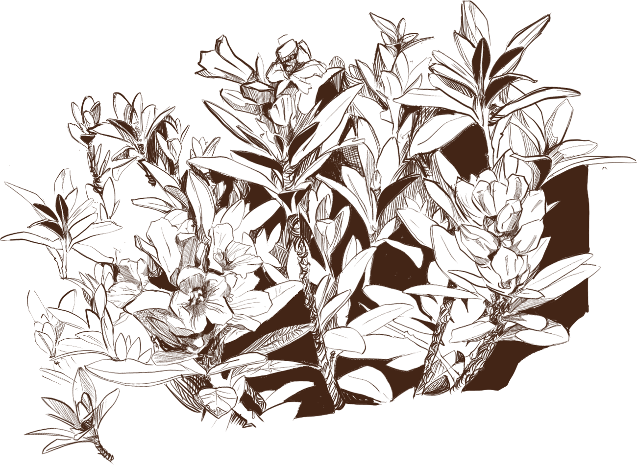 Une touffe de plantes en fleurs, dessinée à l'encre.