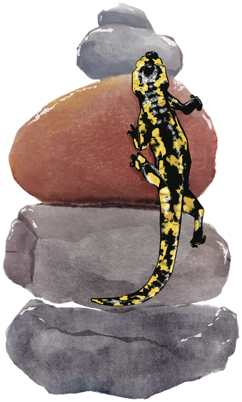 Salamandre tachetée, noire et jaune, grimpant sur une pile de galets.
