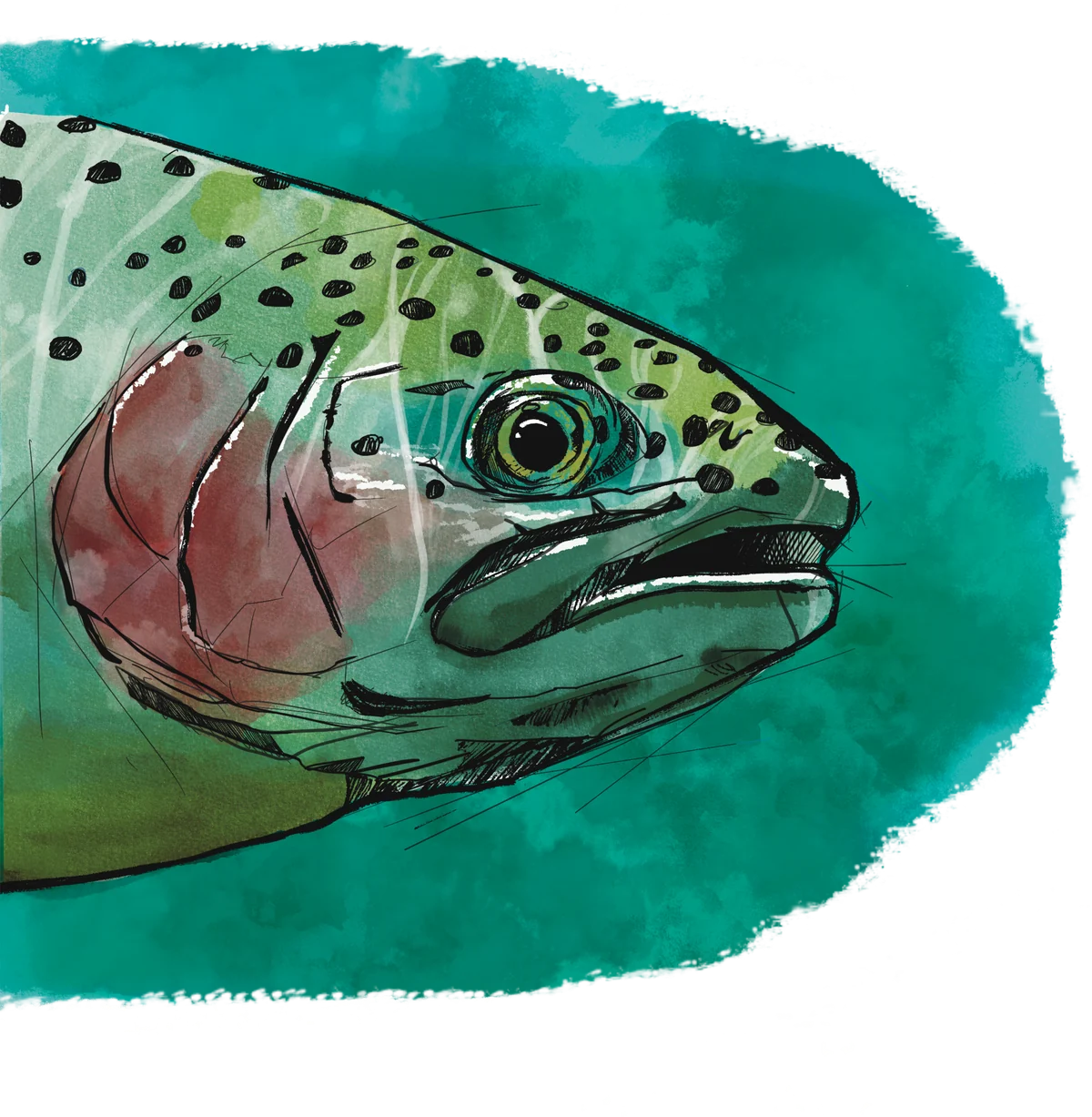 Truite fario peinte à l’aquarelle, vue de profil dans une eau turquoise.